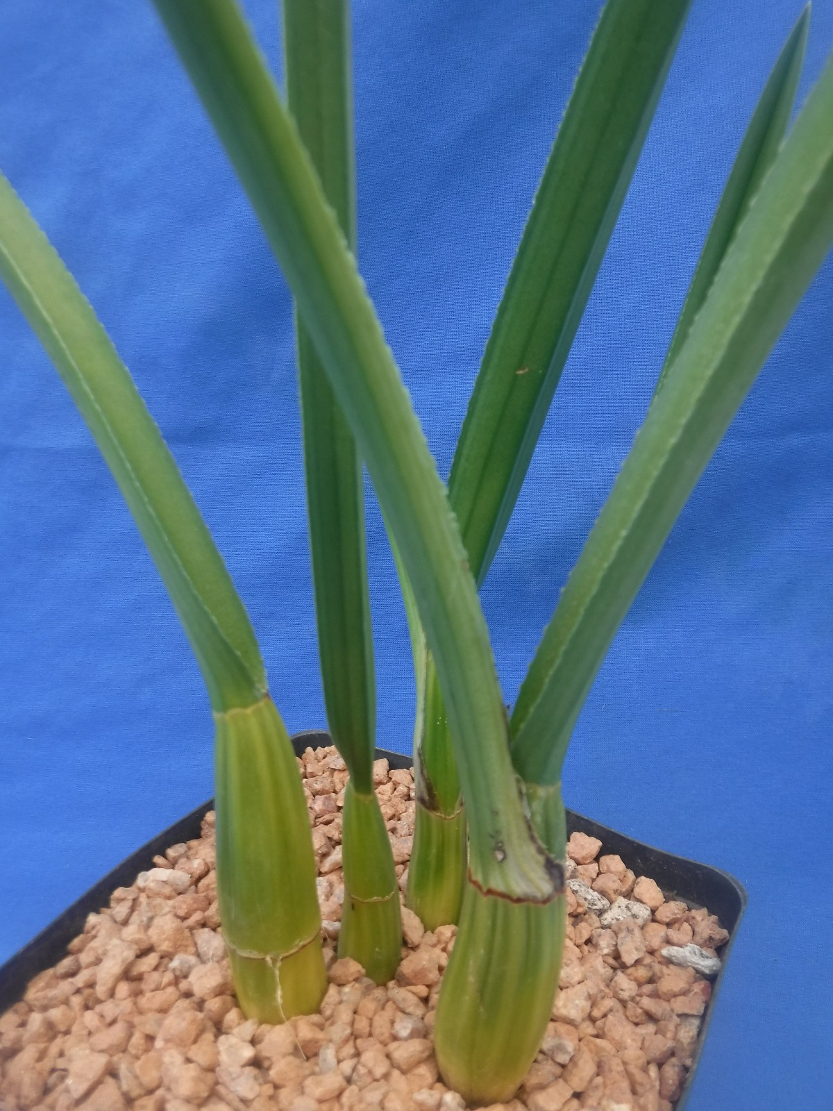 Eulophia petersii 5 Stems Amazng Flowr Desert Orchid Succulent Plant 12″ Tall W3