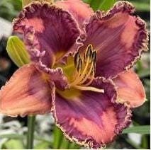 You’ve Got Soul Eyezone Rebloomer Hemerocallis / Daylily Bare Root Plant
