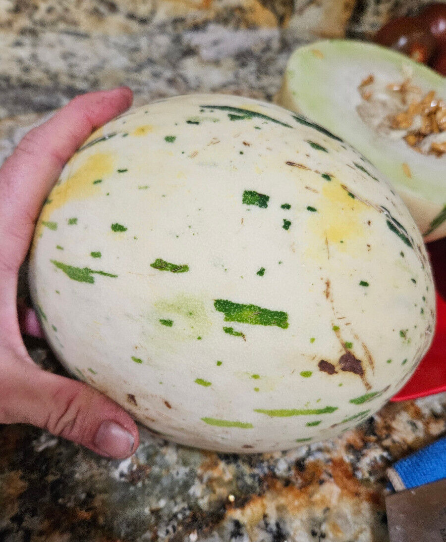 DYNO MELON Seeds (25) / DINOSAUR EGG MELON / HONDURAS / SUPER RARE FRUIT