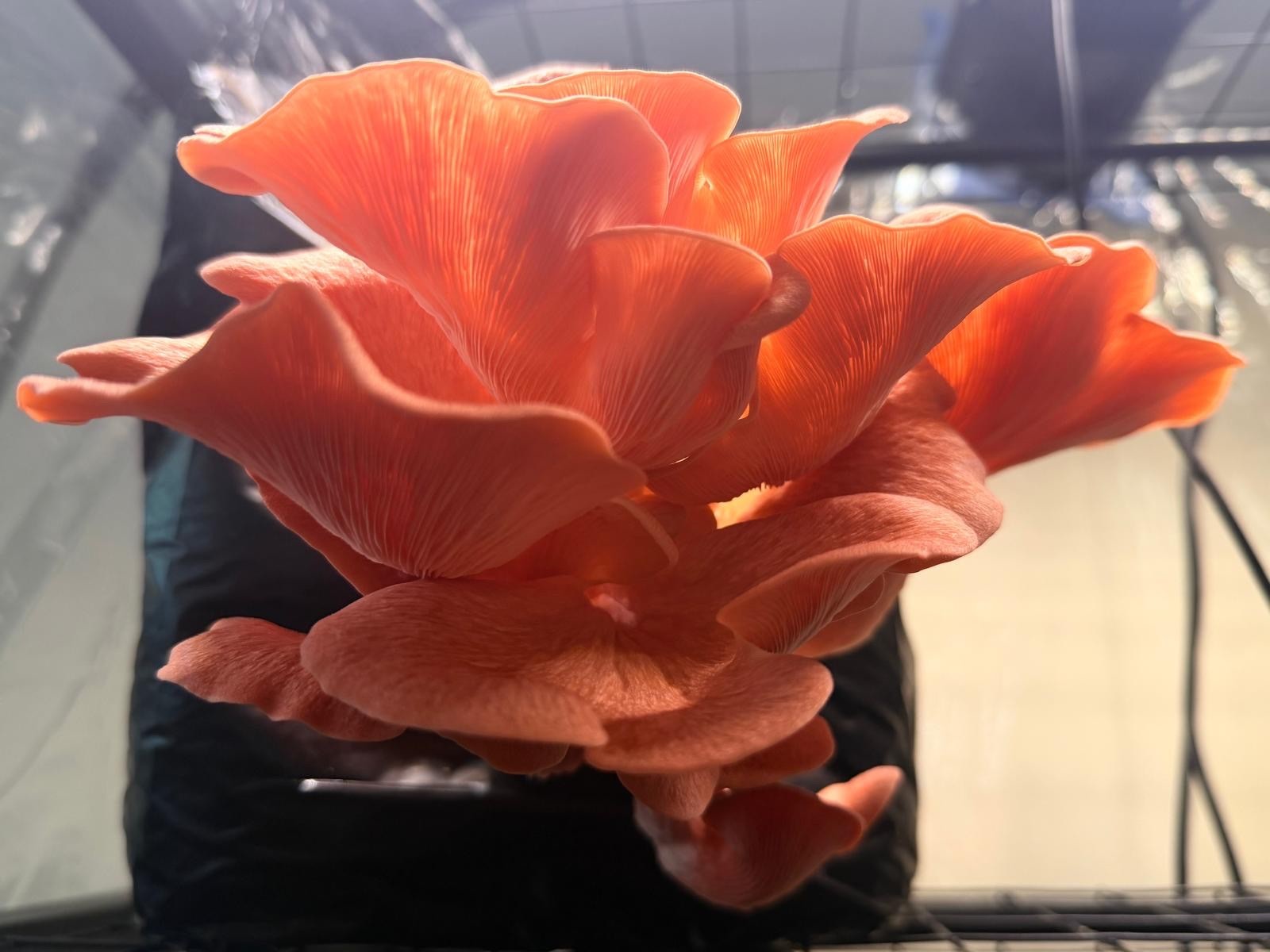 Premium Pink Oyster Mushroom Grain Spawn/Inoclum Bags- 3lbs