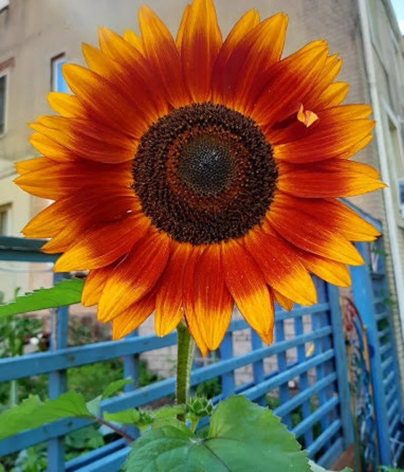 Autumn Beauty Sunflower Seeds Flowers Big Orange Red Yellow 50PCs/Seeds