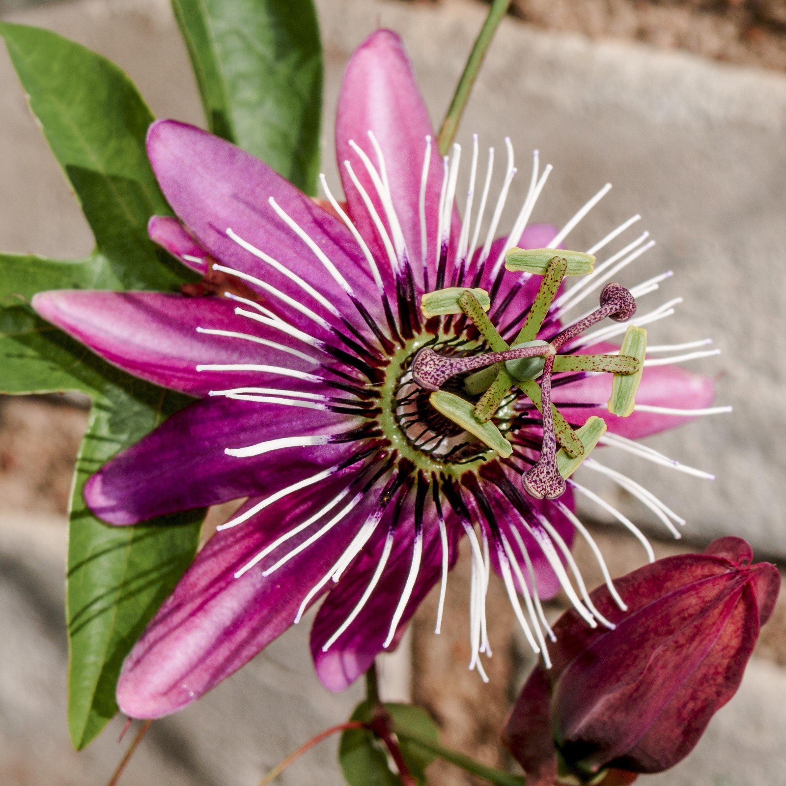 Passiflora Passion Flower Victoria 1 Potted Vine Plant Rooted in a Quart Pot