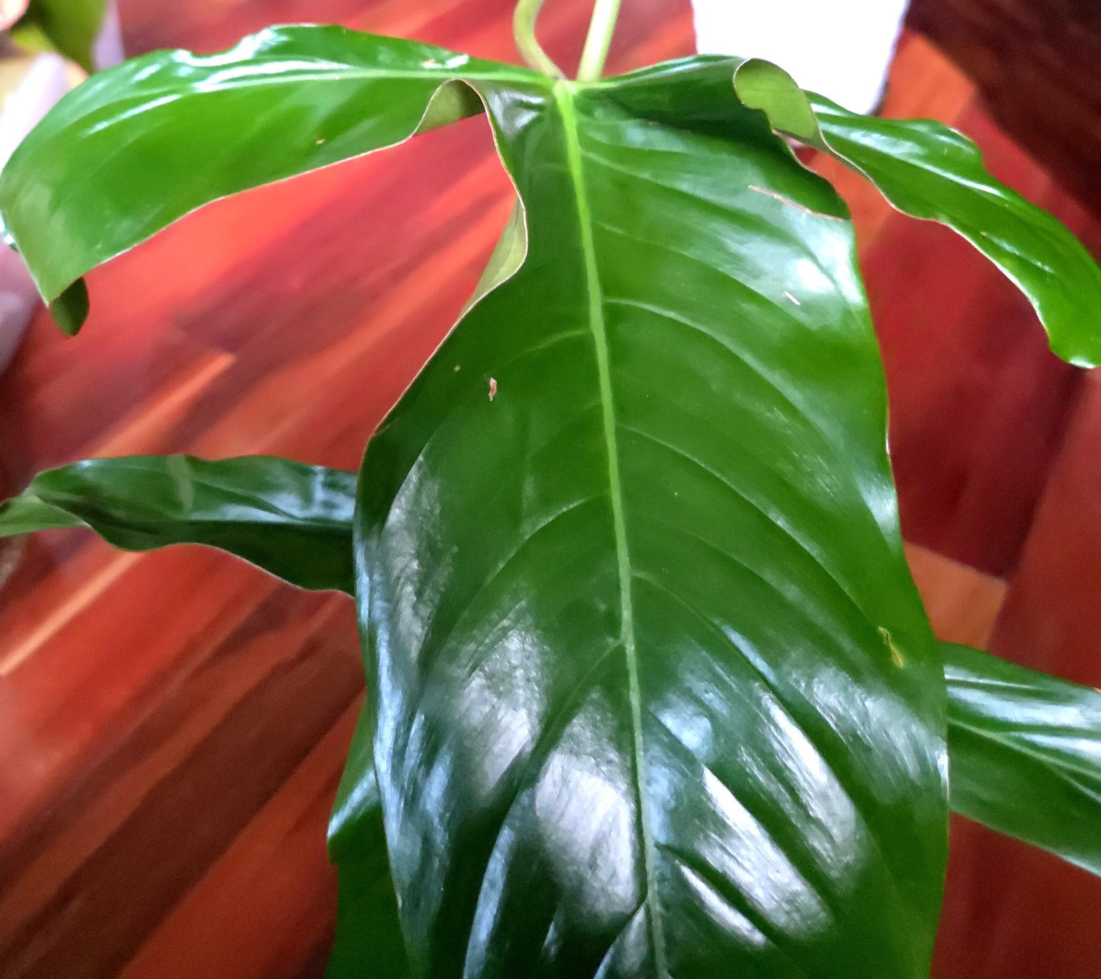 RARE XL Philodendron Pinnatilobum X Paloraense 26″ Tall Not Monstera Anthurium