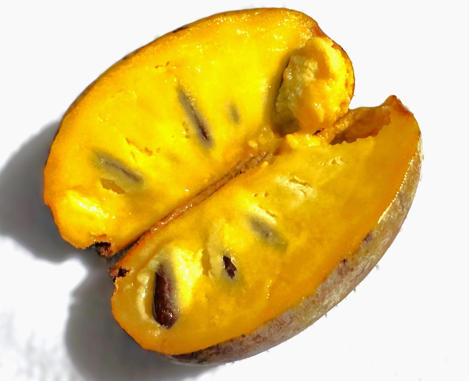 Paw Paw Tree Seeds – For 2026 Planting Asimina Triloba North American Custard
