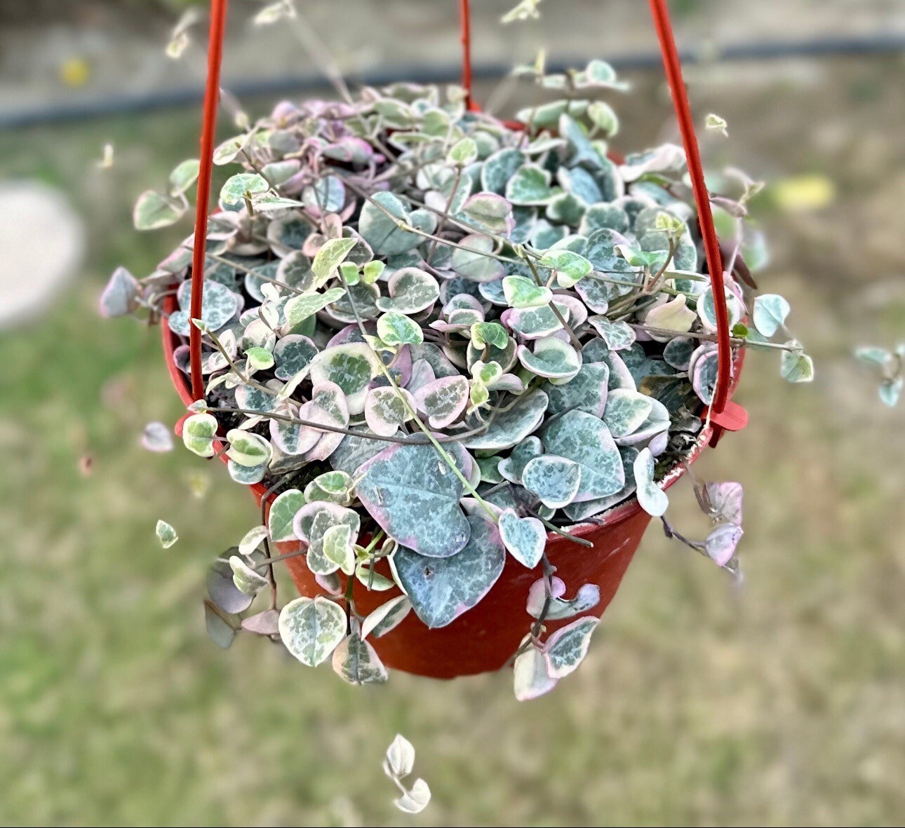 Variegated String of Hearts – 6″ Pot – Easy Plant – Houseplant – FREE SHIPPING