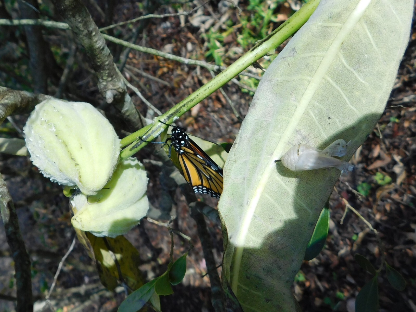 18 Common Milkweed Pods with Seeds, Asclepias Syriaca,2023 Fall Crop. Monarch H