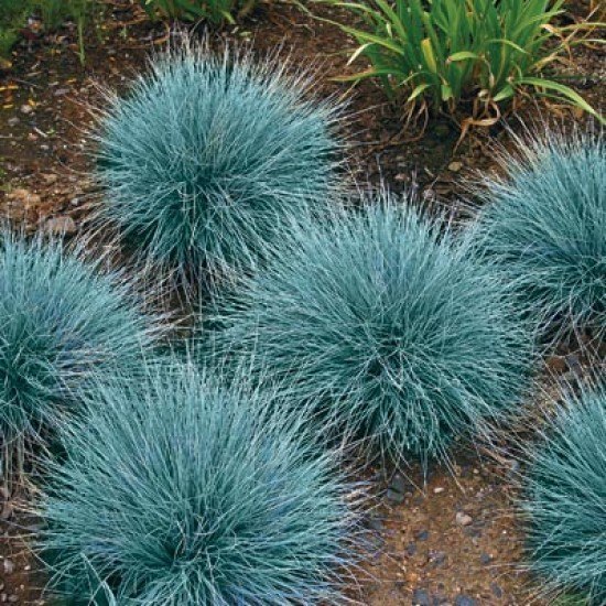 Blue Fescue Seeds, Ornamental Grass Seeds, Beautiful Blue-Green Perennial 100ct