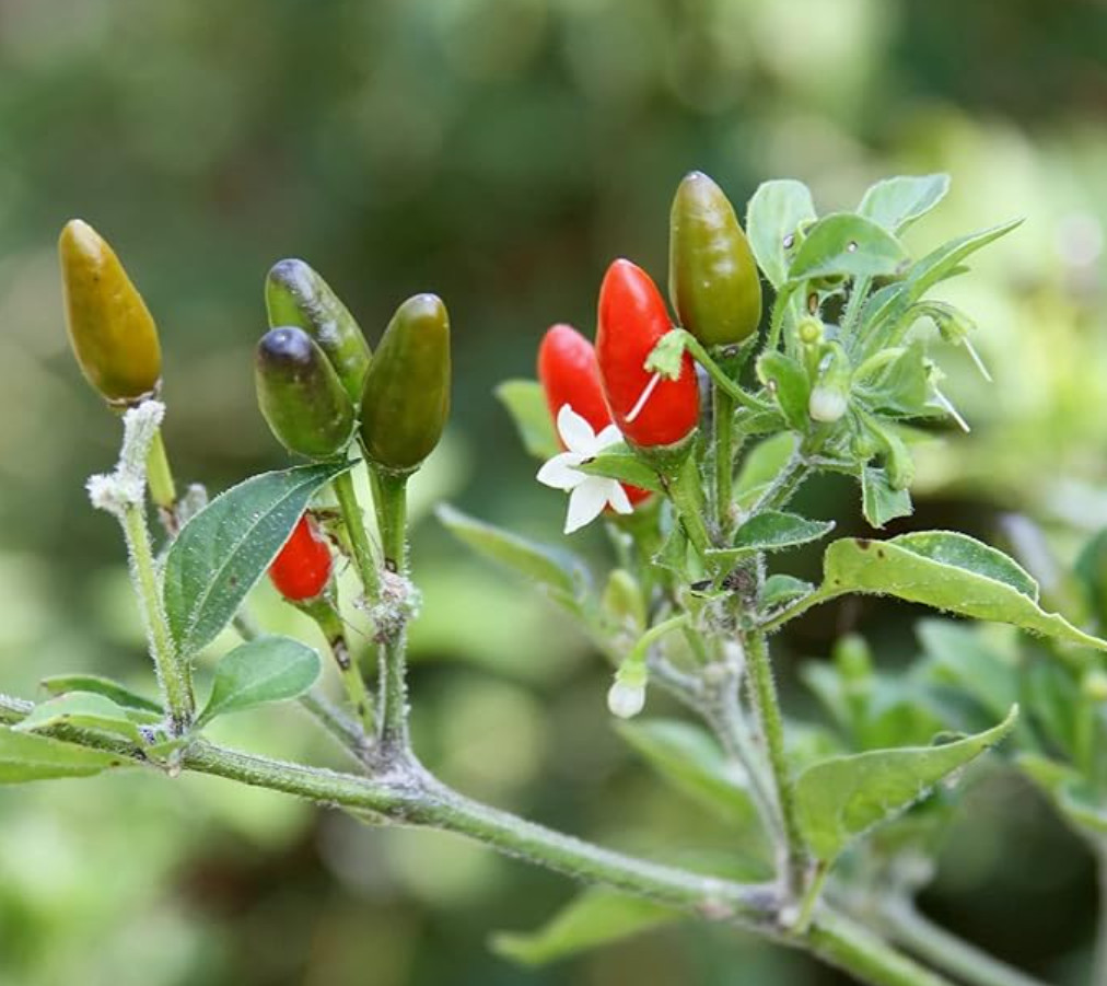 Chile Pequin Pepper – Live Plant in 1 Pot (1 Plant per Pot) – Small Hot Chili