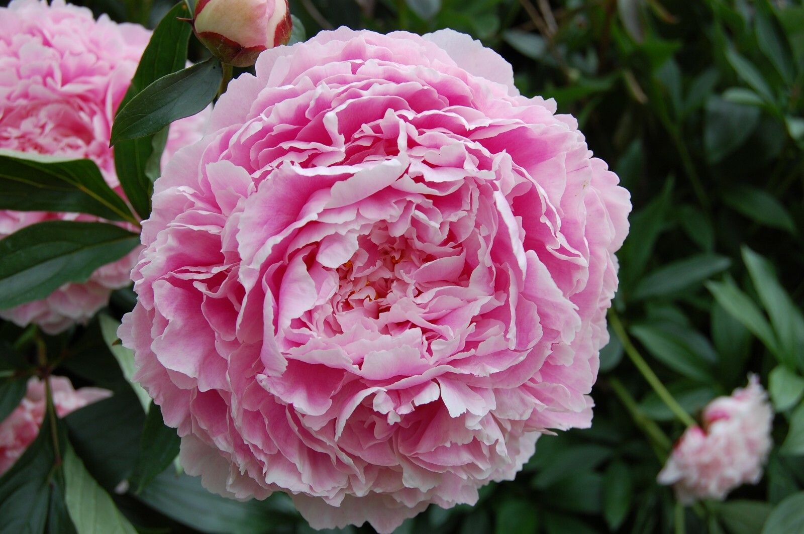Supreme Yellow Itoh Bartzella Peony Lg. Root, Spectacular Blooms.Check Our Store
