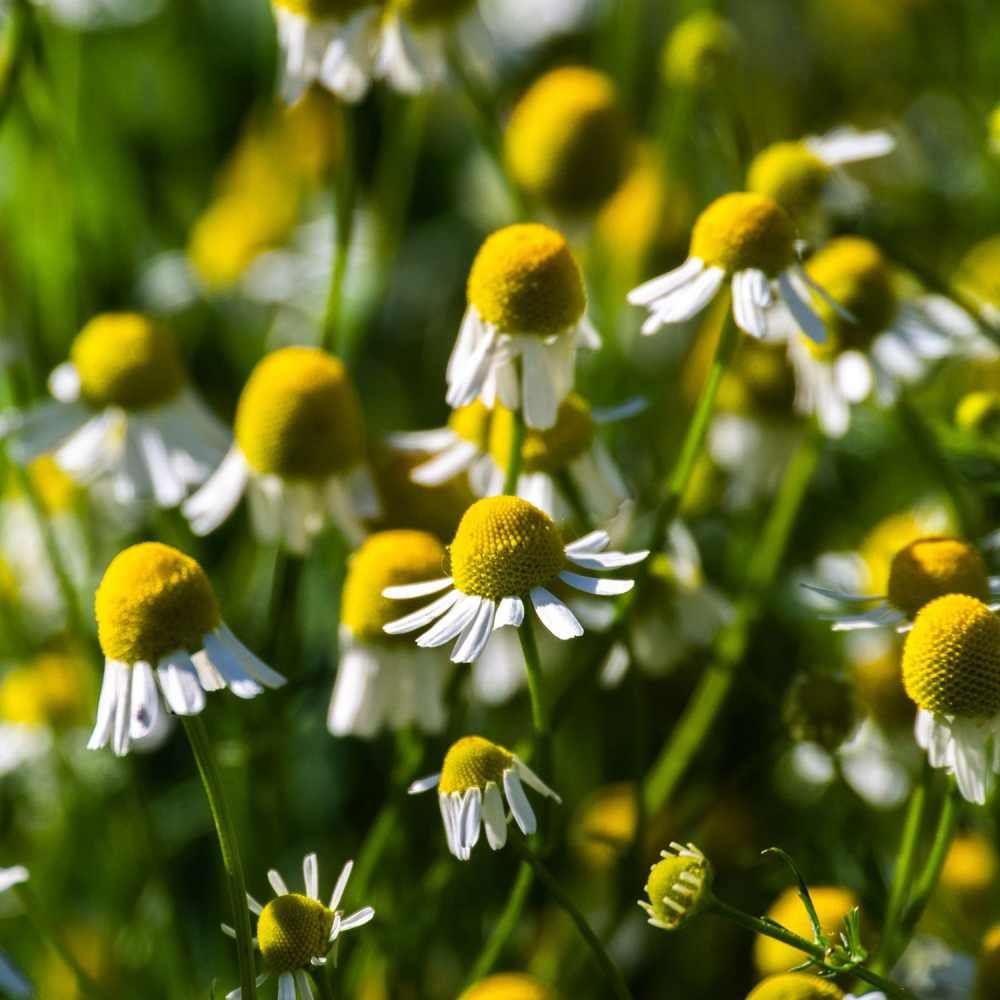 10000 Seeds Chamomile Seeds – German Chamomile Herb Seed