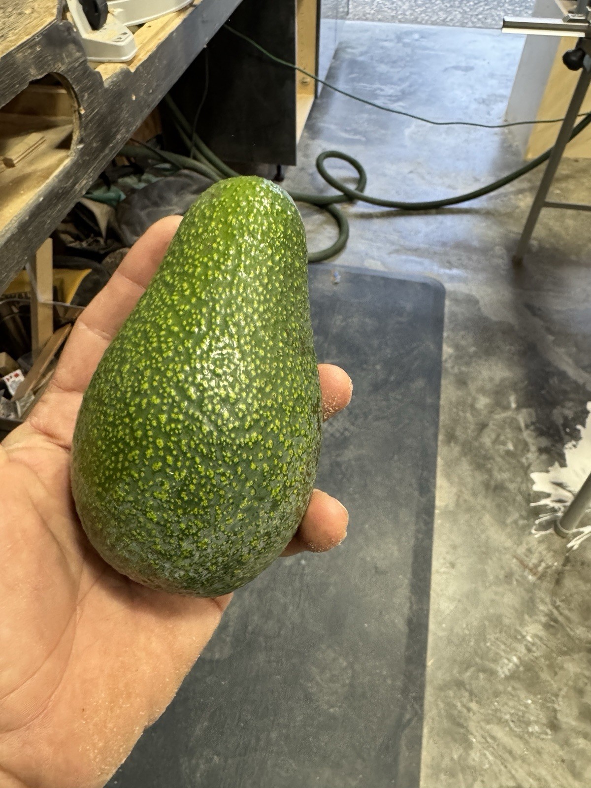 California AVOCADO SCION CUTTING FOR GRAFTING. (4 Pieces)