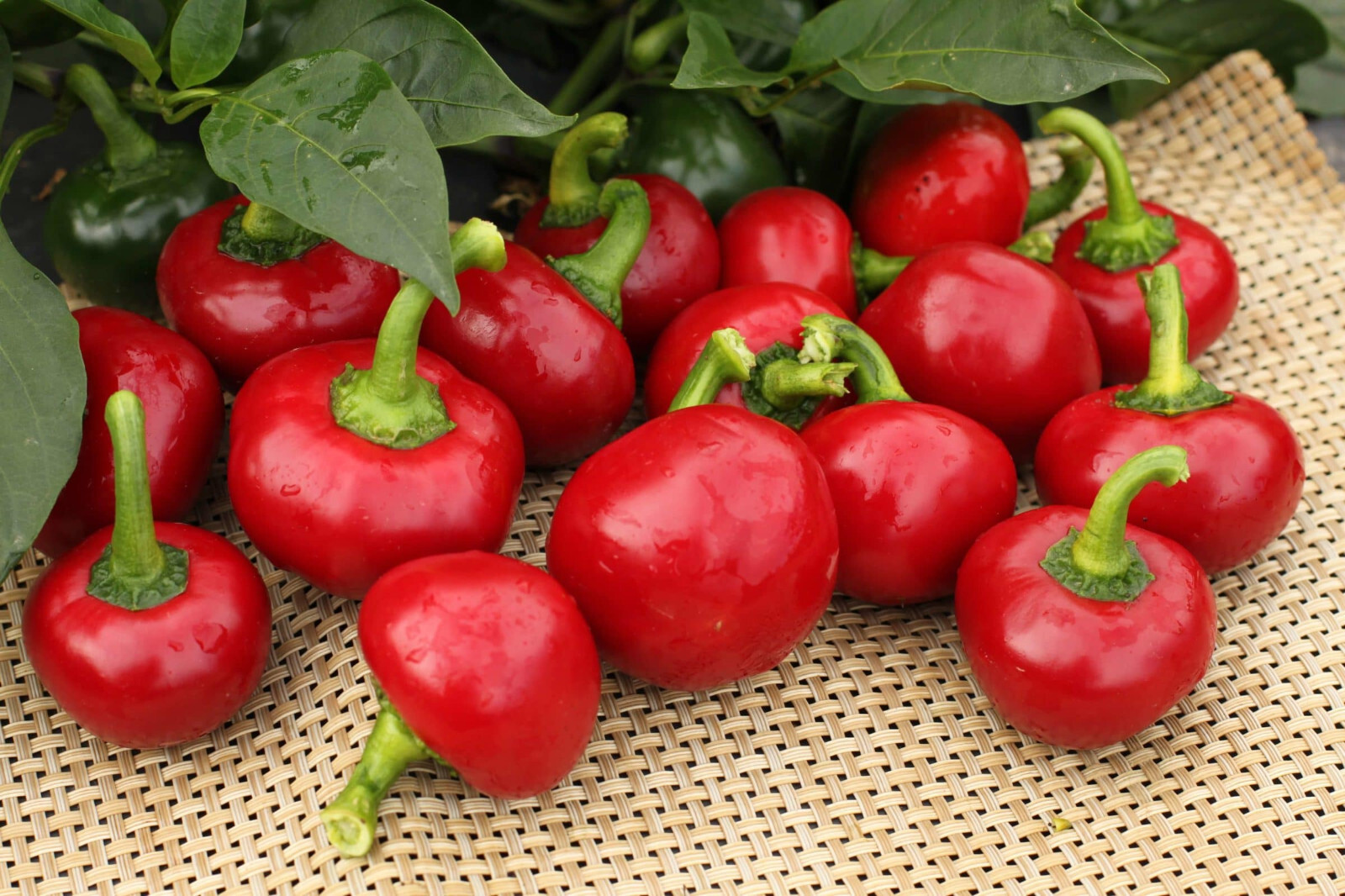 RED HOT CHERRY Pepper Seeds Organically Grown Unique Creek Homestead Certified