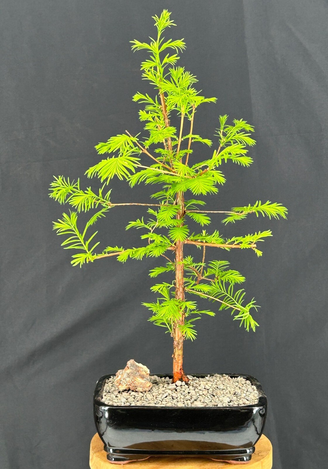 Bonsai Tree Redwood 15″H Outdoor Metasequoia Glyptostroboides Live Plant