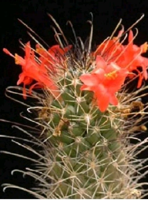 Mammillaria Poselgeri EXOTIC rare Cactus From BAJA MEXICO! Ships In A 4″ Pot!