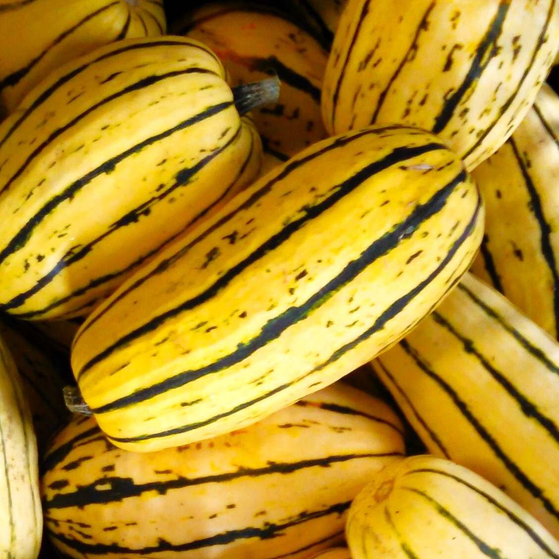 Delicata Squash Seeds | Sweet Potato Pumpkin Carnival Dumpling Gourd Seed 2024