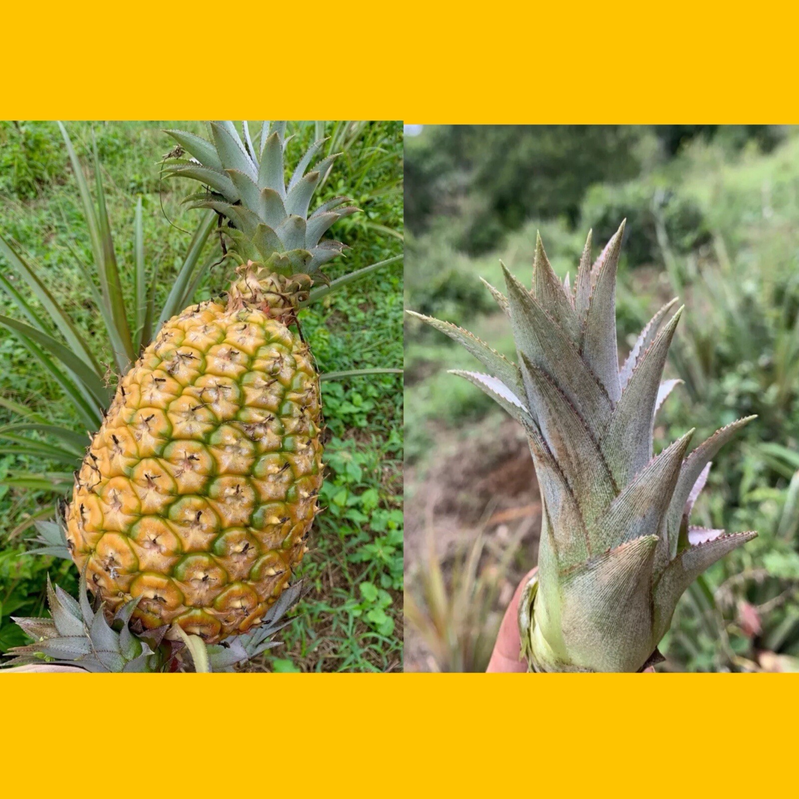 Pineapple 3 Plants Cayena Ananas Comosus Fruits