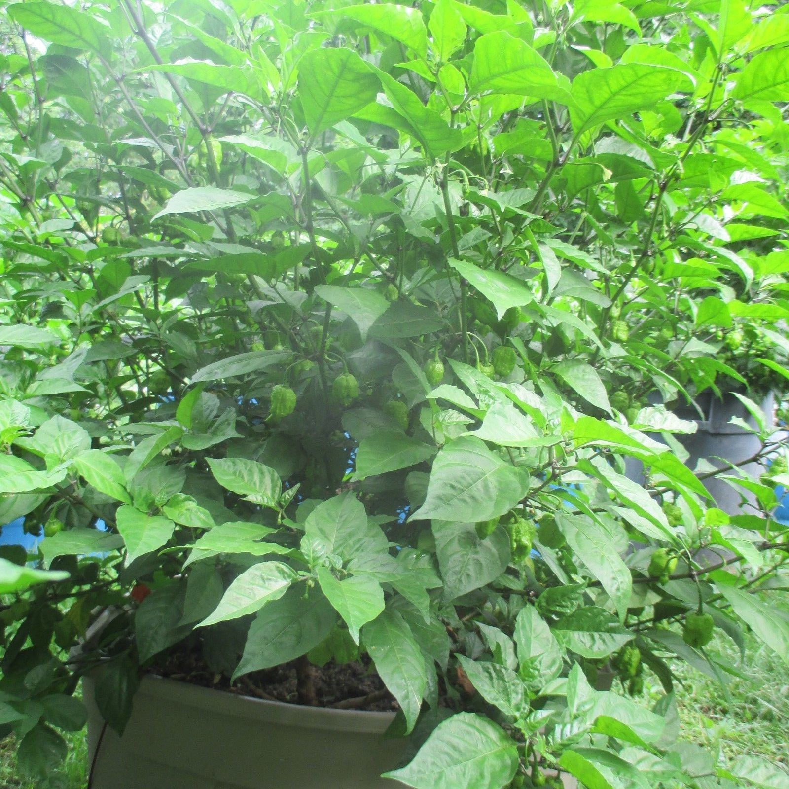 Lot of 3 (75+ DAYS OLD) CAROLINA REAPER Super Hot Pepper LIVE PLANTS