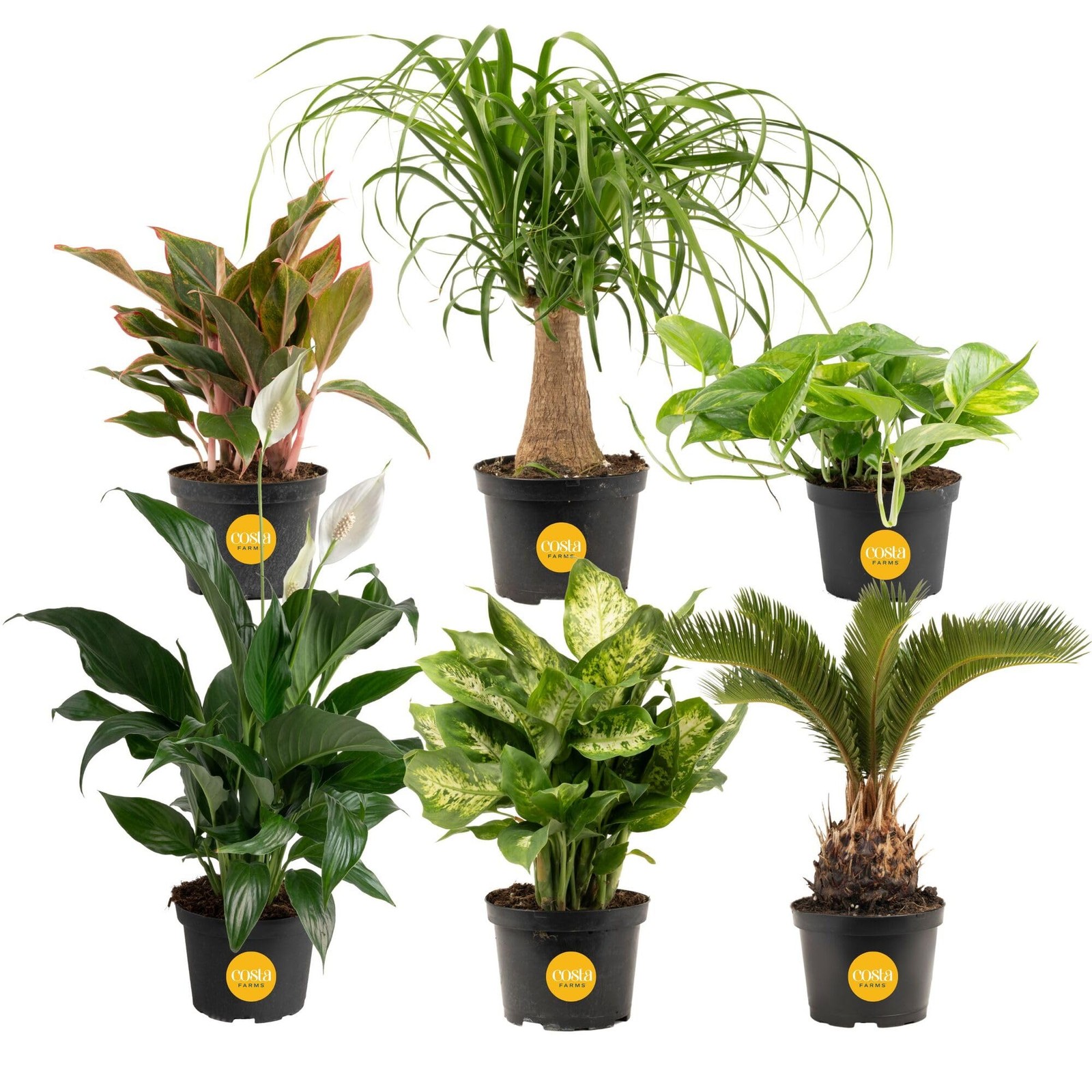 Live Indoor Plants Pack | Easy Care | 6 Varieties | 1-Foot Tall | 6-Inch Pots