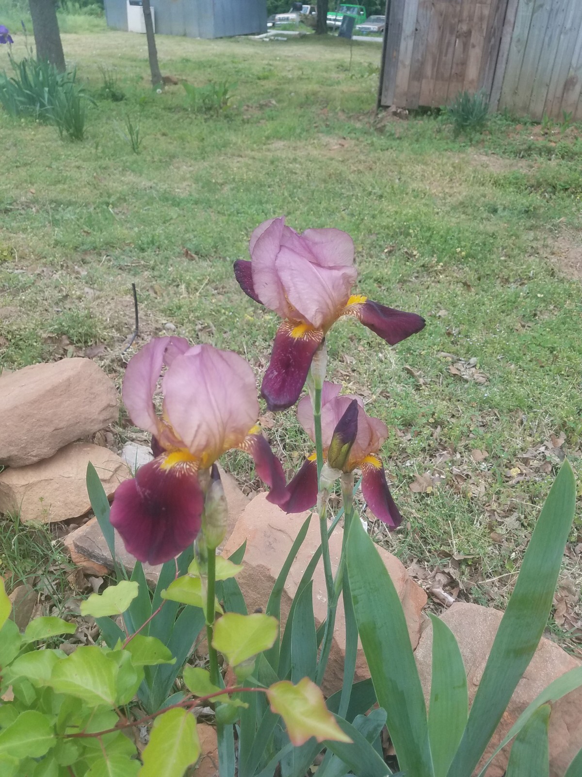 6x FRESH MIXED VARIETIES/COLORS BEARDED IRIS Bulbs/Rhizomes FRESH