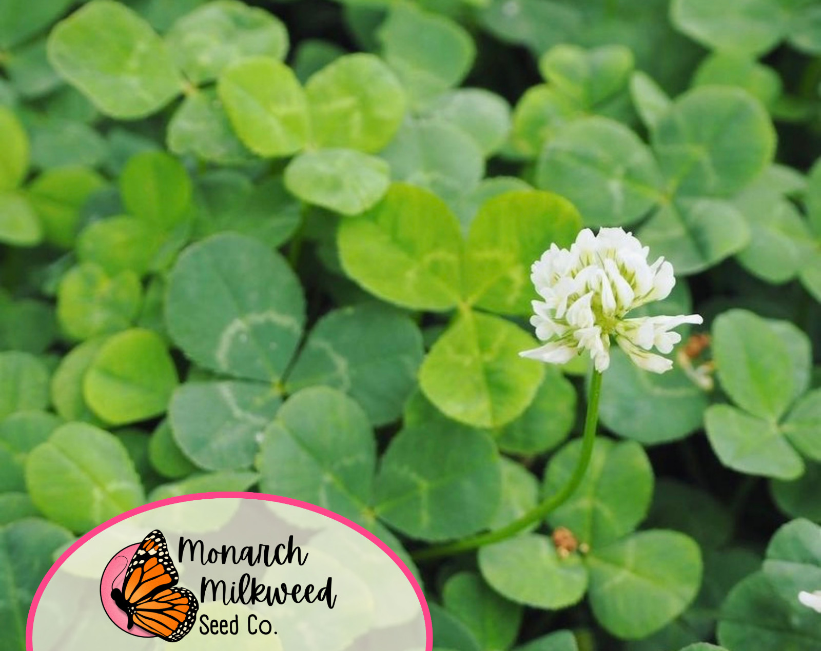 14100+ White Dutch Clover Seeds ‘New Zealand’ | Wildflower Gardening Flower Seed