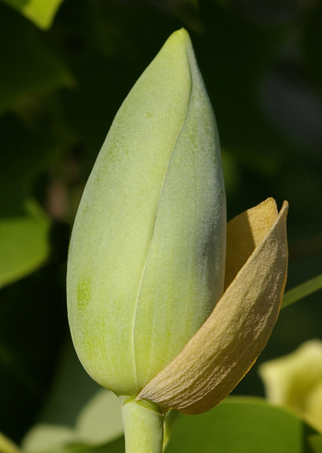 Tulip Tree, Liriodendron tulipifera, Tree Seeds