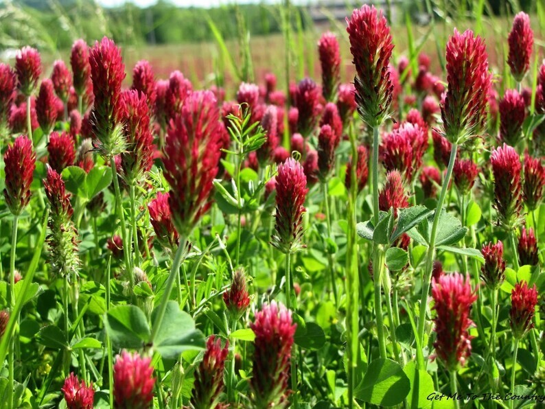 1200+ Clover CRIMSON RED SEEDS ———– BEE’S / HUMMINGBIRD — COVER CROP