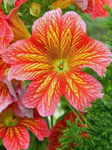 Salpiglossis sinuata Royale painted tongue 15 seeds