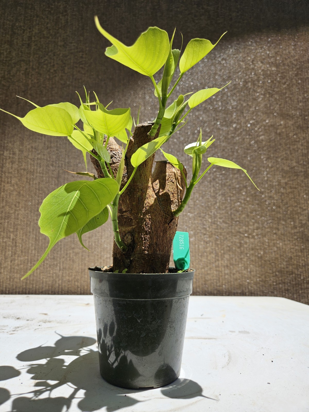 Ficus religiosa ( Sacred fig – Cây Bồ Đề) Bonsai Tree,,,, sale