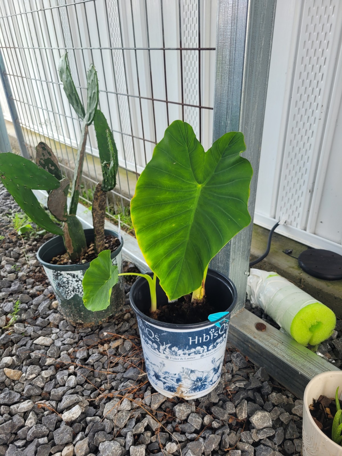 elephant ear plant