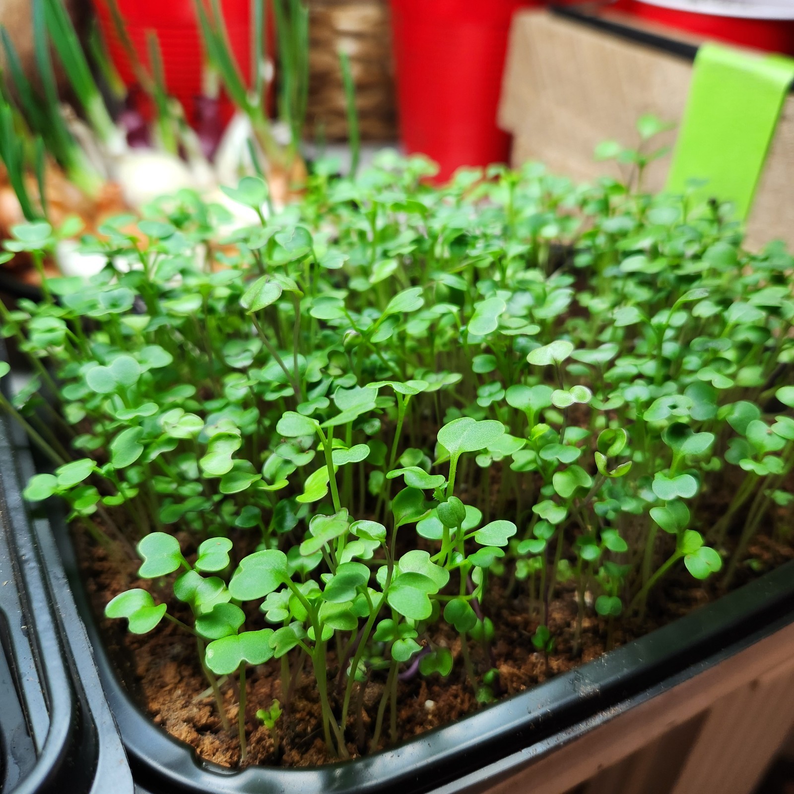 Microgreens Salad Mix Seeds for Sprouting 5 Different Seeds Excellent Salad Mix