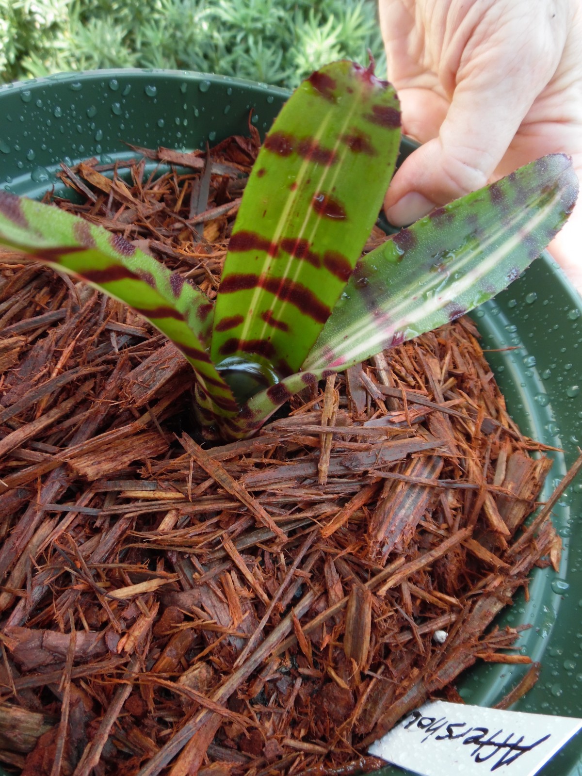 Neoregelia AFTERSHOCK Bromeliad one tropical plant *MEDIUM*
