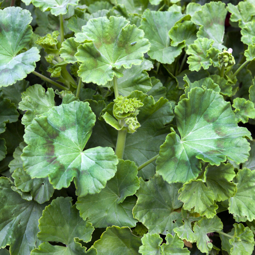 100+ Geranium Seeds -Fireberry Fantasy – Fragrant – Fresh Flower Seeds Non GMO