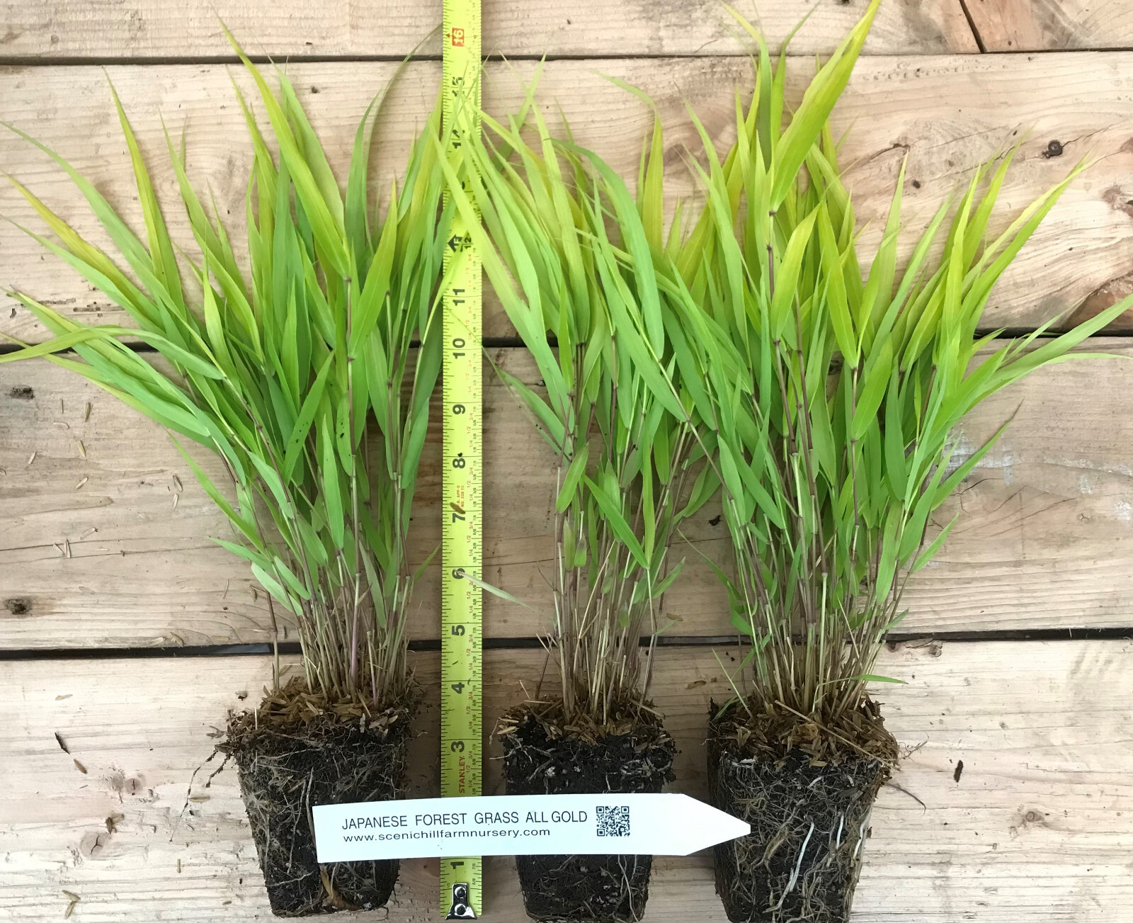 Japanese Forest Grass Plants – Hakonechloa macra- ‘aureola’ and ‘all gold’