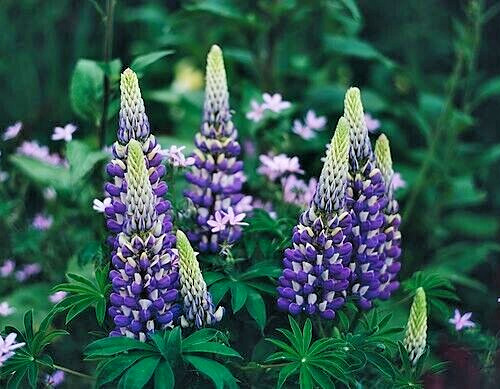 TALL BLUE AND WHITE LUPINE 50 SEEDS, EASY TO GROW PERENNIAL. USA GROWN. NO GMO