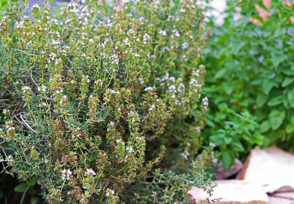 English Thyme Live Plant – 4″ Pot – Fragrant Culinary Herb