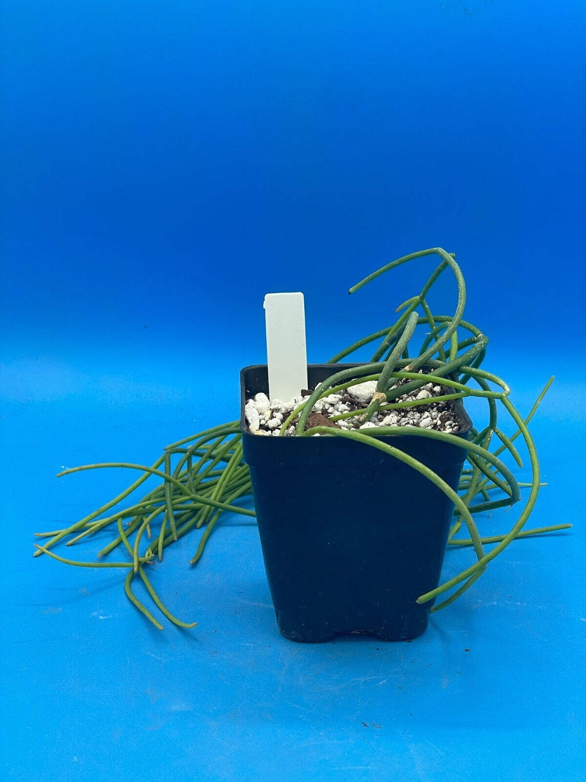Rhipsalis baccifera – Spaghetti Cactus – 3.5″ Pot – Full And Super Healthy