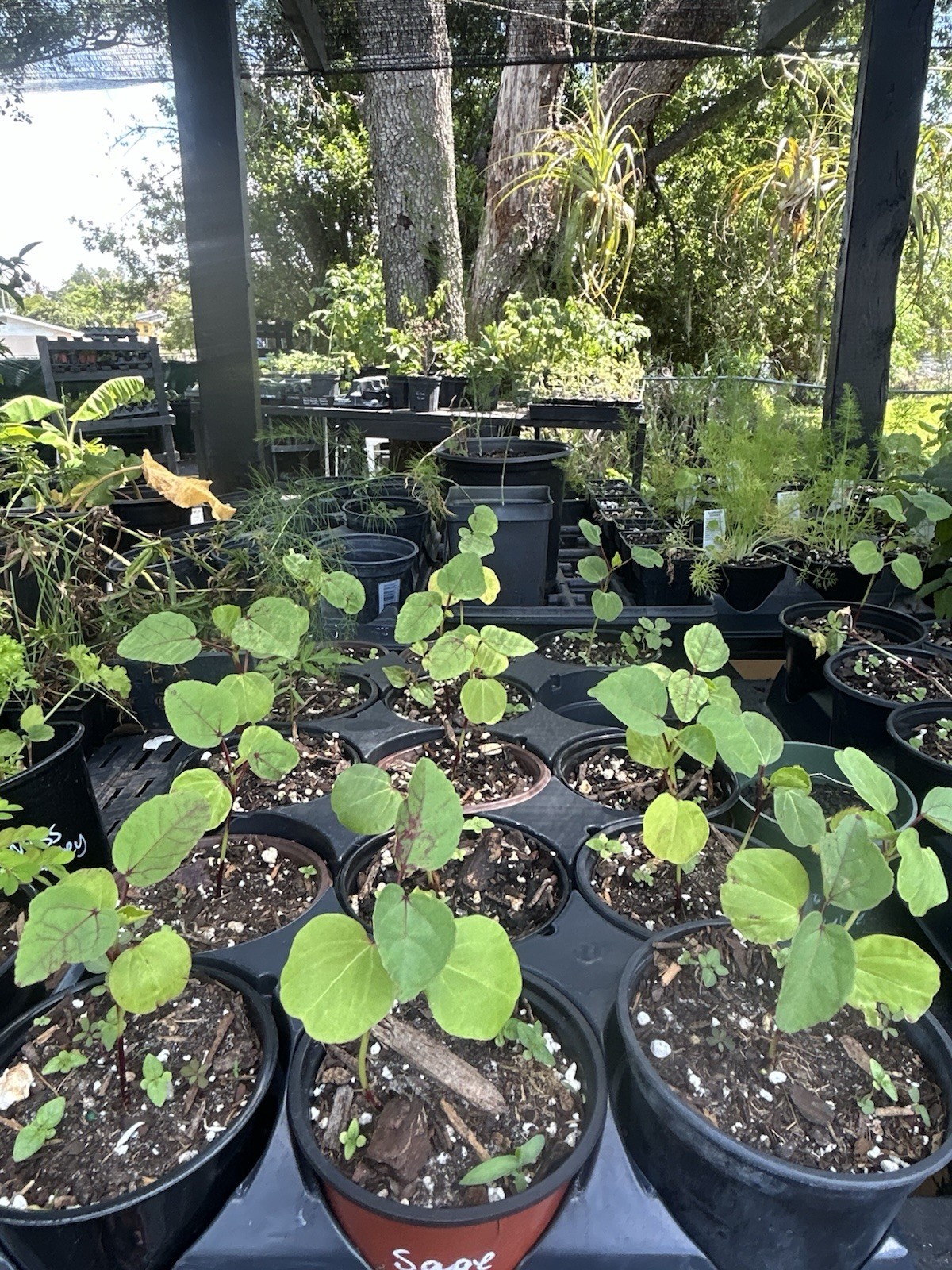Red Roselle Live Plant