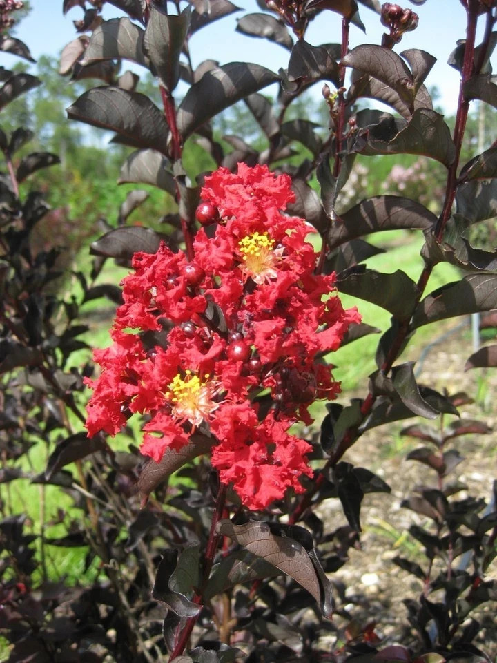 EBONY FIRE~~Crepe Crape Myrtle Starter Lagerstroemia Well Rooted “STARTER” Plant