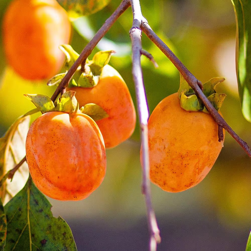 5 Gal. Saijo Persimmon Tree – Sweet, Self-Pollinating Fruit Tree for Home Garden