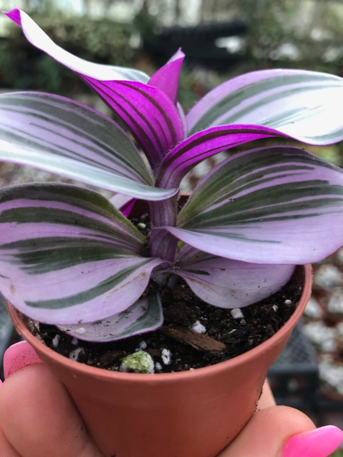 TRADESCANTIA ‘NANOUK’ (PINK WANDERING JEW) TRADESCANTIA FLUMINENSIS 2 1/4 INCH