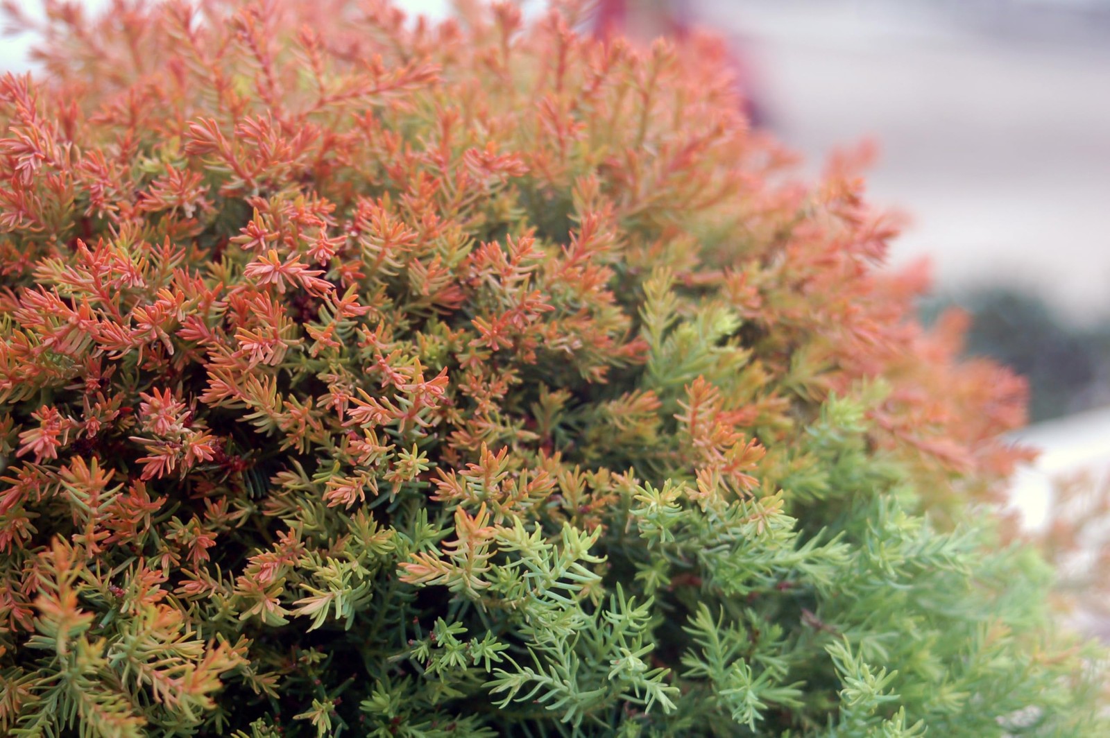 Live Plant from – Thuja occidentalis, Fire Chief Globe Arborvitae #2 Gallon S…