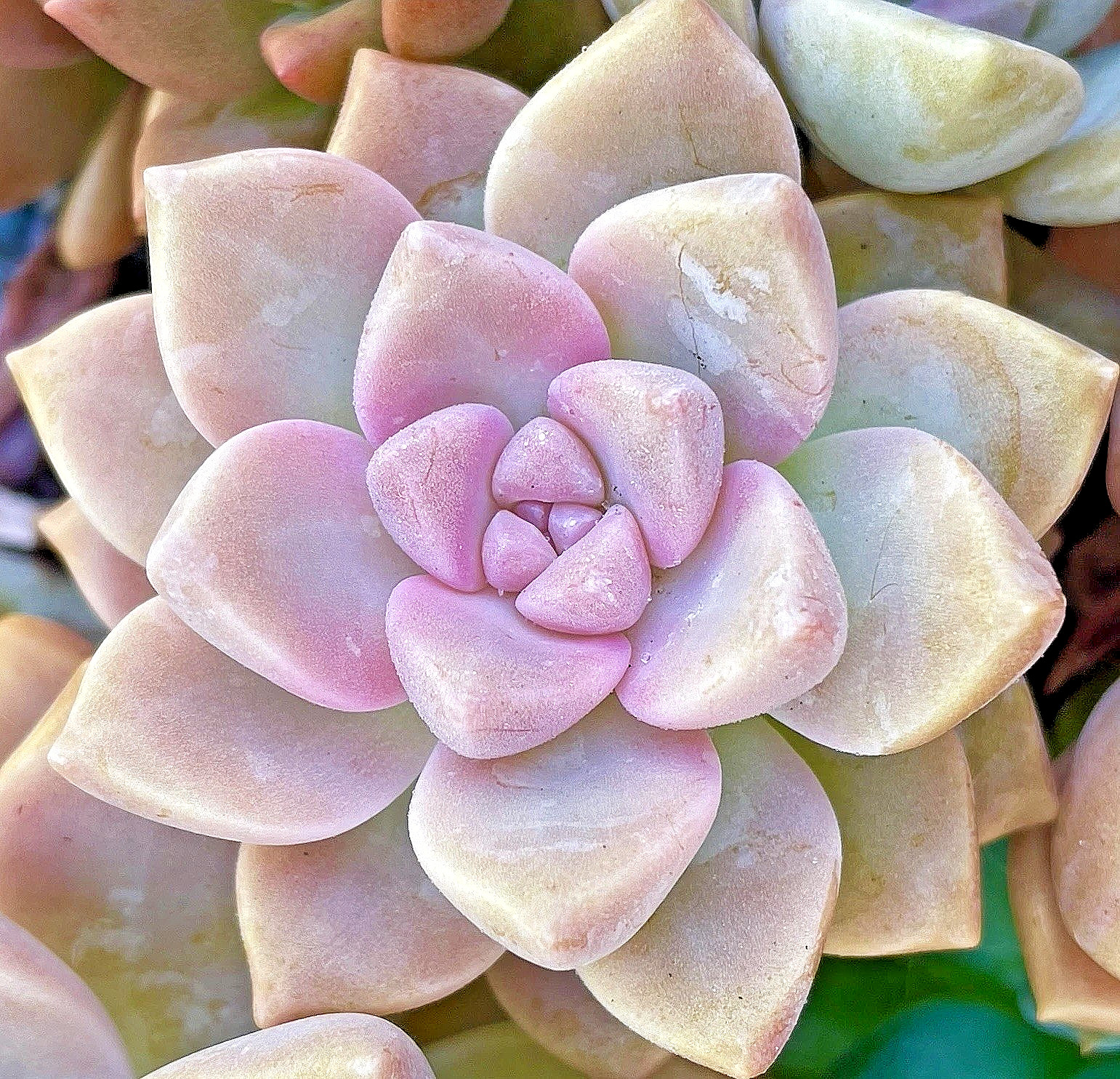 Rare Succulent Graptosedum Ghosty Cactus Live Plant Cutting One-Head 2-3 Inches