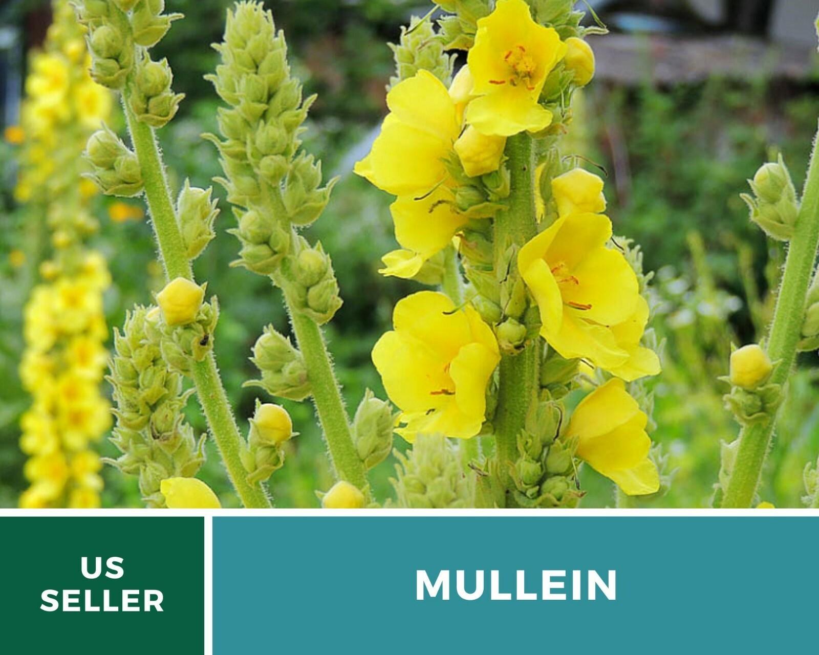Mullein, Common – Heirloom Seeds – Medicinal Herb Seeds – Non-GMO (Verbascum tha