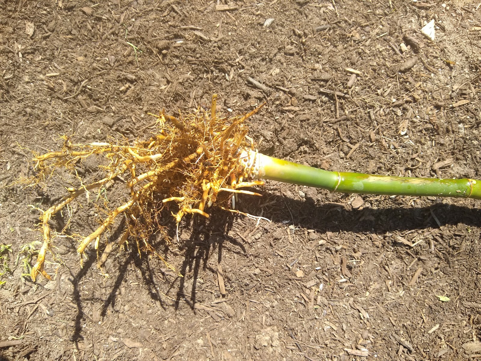 Bambusa Ventricosa*5-7 Gal. Clumping Bamboo*Non-Invasive*Privacy*Growing Season!