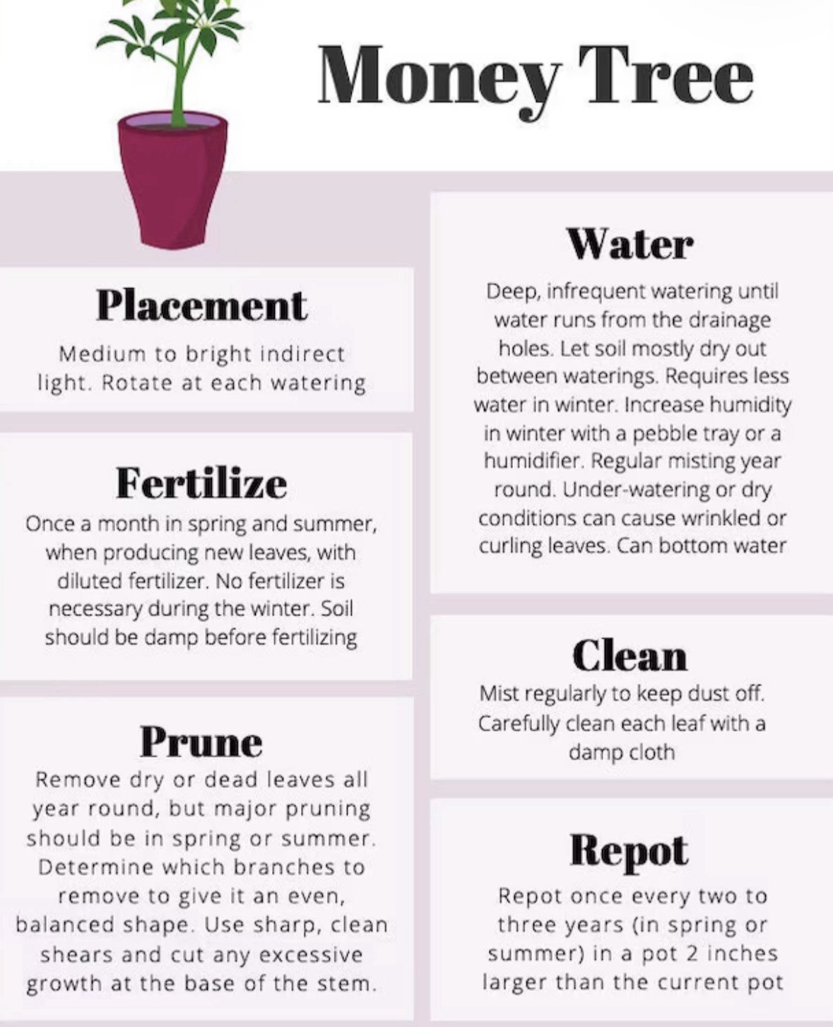 🪴Feng Shui Good Karma Chinese Money Starter Plant Promotes Prosperity,Peace