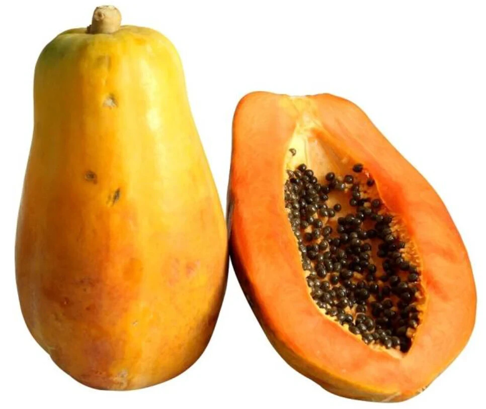 Papaya (Maradol) Seeds (15) / ORGANIC / FLORIDA GROWN / TROPICAL FRUIT / RARE