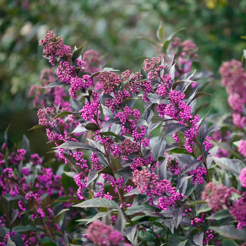 4.5 In. Qt. Pearl Glam Beautyberry Bush (Callicarpa) Live Shrub, Dark Purple Fol