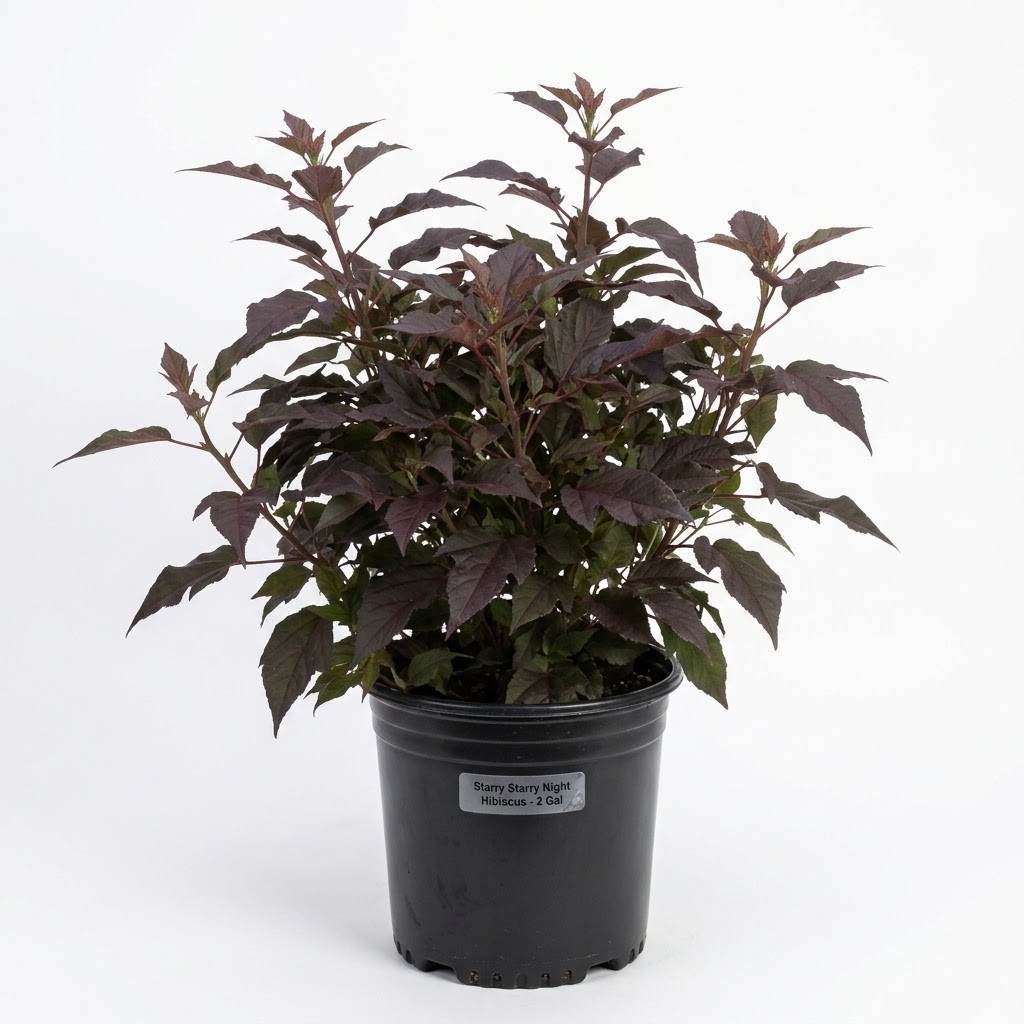 Live Starry Starry Night Hibiscus Plant 2 Gallon Pot Hardy Pink Blooms Dark Leaf