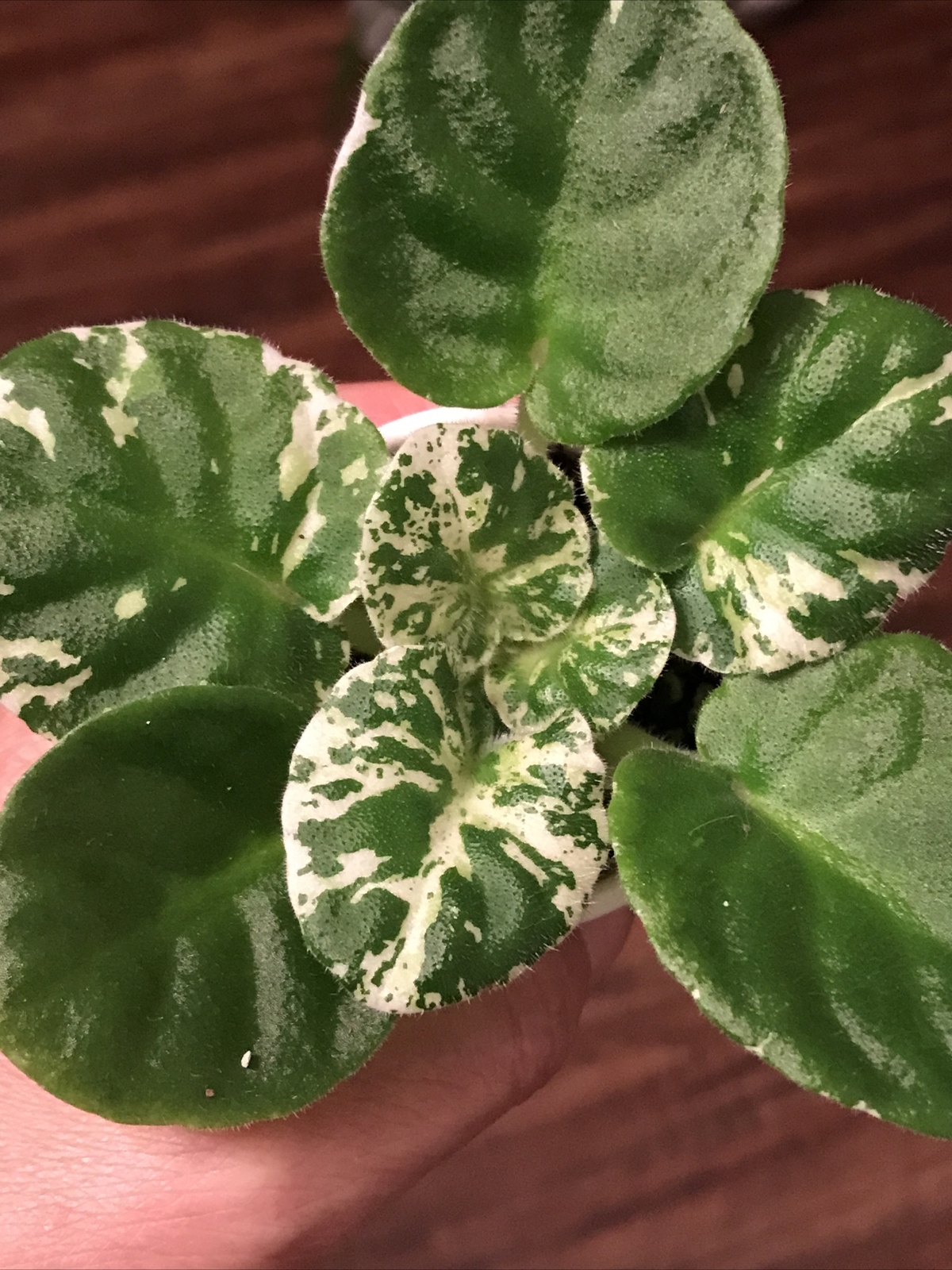 African Violet Watermelon Snow (Standard)