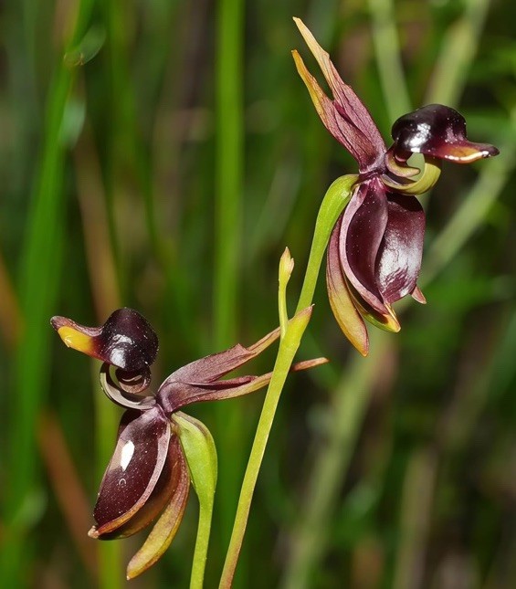 Flying Duck Orchid, 105 Seeds, Rare Exotic Flower